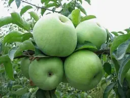 Саджанець Agro-Market Яблуня Ренет Симиренко (Симиренко) (зимовий сорт, пізній термін дозрівання) 1 шт. в упаковці (17582) - мініатюра 5