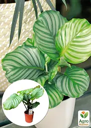 Саджанець Agro-Market Калатея крупнолистова Orbifolia кімнатна 40-50 см 1 шт. в упаковці (176494) - мініатюра 3