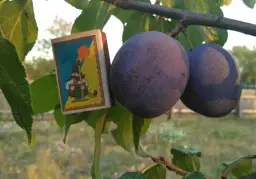 Саджанець Agro-Market Слива Президент (осінній сорт, пізній термін дозрівання) 1 шт. в упаковці (20942) - мініатюра 4