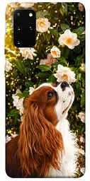 TPU чохол Demsky Flower spaniel для Samsung Galaxy S20+