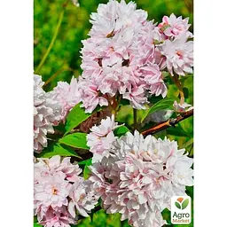 Саджанець Agro-Market Дейція гібридна Pink Pom-Pom (177266) 1 шт. в упаковці - мініатюра 2