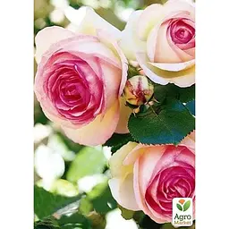 Троянда плетиста Agro-Market Eden Rose саджанець класу АА+ вищий сорт 1 шт. в упаковці (17394) - мініатюра 3