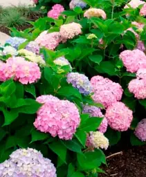 Гортензія Agro-Market Endless Summer крупнолиста блакитна 1 саджанець в упаковці (38422) - мініатюра 2