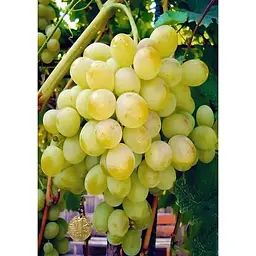 Саджанець Agro-Market Виноград Восторг (дуже ранній термін дозрівання, стійкий до хвороб і морозу) 1 шт. в упаковці (36293) - мініатюра 4