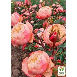 Троянда піоноподібна Agro-Market Victorian Classic саджанець класу АА+ вищий сорт 1 шт. в упаковці (179286) - мініатюра 3