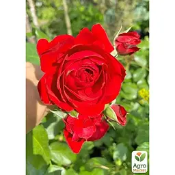 Троянда дрібноквіткова (спрей) Agro-Market Мікадо саджанець класу АА+ вищий сорт 1 шт. в упаковці (178149) - мініатюра 3