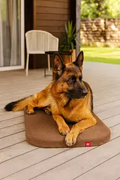 Лежанка для собак Waudog Relax, Доріс велюр, зі знімним чохлом, М, Ш 80 см, Дл 55 см - мініатюра 2