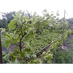 Саджанець Agro-Market Виноград Юпітер (кишмиш, ранній термін дозрівання, морозостійкість до -27⁰С) 1 шт. в упаковці (17705) - мініатюра 4