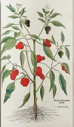 Leonhart Fuchs. The New Herbal - мініатюра 9