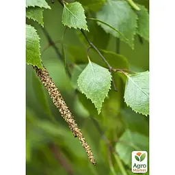 Саджанець Agro-Market Береза яскраво-зелена Грін Сплеш (декоративна) (177473) - мініатюра 5
