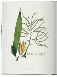 The Book of Palms - мініатюра 3