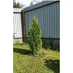 Саджанець Agro-Market Туя Брабант (Brabant) горщик P9 (38177) - мініатюра 4