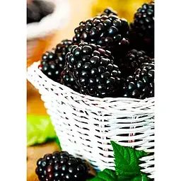 Саджанець Agro-Market Ожина пізня Честер (Chester) 1 шт. в упаковці (21306) - мініатюра 2