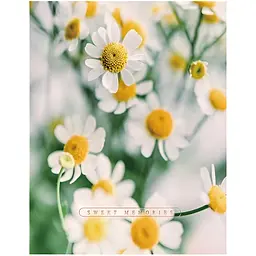 Фотоальбом UFO Сute Daisies 200 фото 10x15 см (PP-46200 Сute Daisies)