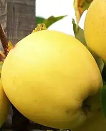 Саджанець Agro-Market Яблуня Голд Крим (зимовий сорт, пізній термін дозрівання) (23459) 1 шт. в упаковці - мініатюра 2