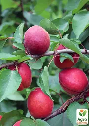 Саджанець Agro-Market Абрикос Дженгат (великоплідний, ранній термін дозрівання) 1 шт. в упаковці (156837) - мініатюра 2