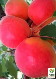 Саджанець Agro-Market Абрикос Ерлі Блаш (літній сорт, ранньостиглий термін дозрівання) 1 шт. в упаковці (35459) - мініатюра 3