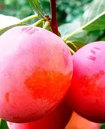 Саджанець Agro-Market Алича Кубанська Комета (літній сорт, середній термін дозрівання) (21384) 1 шт. в упаковці - мініатюра 2