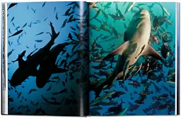 Michael Muller. Sharks - мініатюра 4