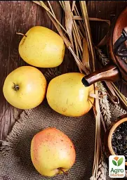 Саджанець Agro-Market Яблуня Голд Раш (зимовий сорт, пізній термін дозрівання) 1 шт. в упаковці (25648) - мініатюра 4