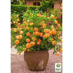 Саджанець Agro-Market Троянда англійська Лейла (Leila) (клас АА +) (37110) 1 шт. - мініатюра 2