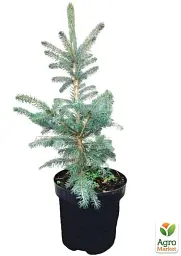 Саджанець Agro-Market Ялина Блакитна Super Blue (жива ялинка в горщику, висота 60-80 см) 1 шт. в упаковці (72064) - мініатюра 3