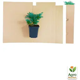 Саджанець Agro-Market Ялівець лускатий Blue Carpet горщик Р9 (25051) - мініатюра 4