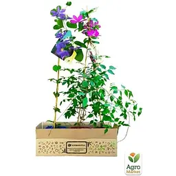 Саджанець Agro-Market Клематис 3-х рiчний Hakuookan С2 (60428) 1 шт. в упаковці - мініатюра 3