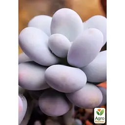 Сукулент Agro-Market Пахіфітум Pachyphytum Oviferum (122943) 1 саджанець в упаковці (кімнатний) Нідерланди - мініатюра 4