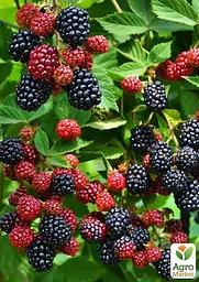 Саджанець Agro-Market Ожина пізньостигла Навахо (Navaho) 1 шт. в пакуванні (46039) - мініатюра 2