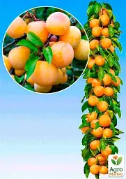 Саджанець Agro-Market Слива колоновидна Мірабель бона 1 шт. в упаковці (52707) - мініатюра 2