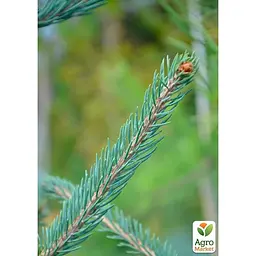 Саджанець Agro-Market Ялина 2-х річна Енгельмана Snake С3, висота 20-25 см (175170) - мініатюра 3