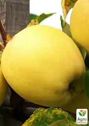 Саджанець Agro-Market Яблуня Голд Крим (зимовий сорт, пізній термін дозрівання) 1 шт. в упаковці (23459) - мініатюра 2