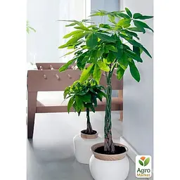LMTD Пахіра Agro-Market Aquatica переплетена 40-50 см (167941) 1 саджанець в упаковці (кімнатний) Нідерланди - мініатюра 3