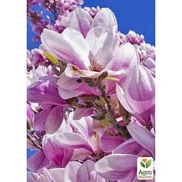 Саджанець Agro-Market Магнолія 3-х річна гібридна Susan (висота 40-50 см) (60481) 1 шт. в упаковці - мініатюра 5