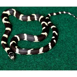 Килимок-субстрат Repti-Zoo Carpet Mat 20x20 см (EC04) для тераріуму, пустельних і тропічних рептилій - мініатюра 10