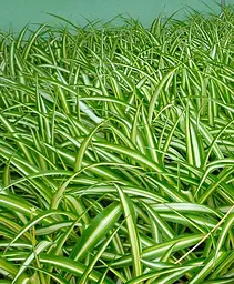 Саджанець Agro-Market Хлорофітум Чубатий (178982) 1 шт. в упаковці - мініатюра 2