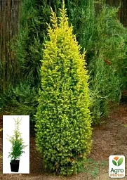 Саджанець Agro-Market Ялівець звичайний 4-річний Gold Cone С3 висота 30-40 см 1 шт. в упаковці (116267) - мініатюра 2