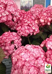 Саджанець Agro-Market Гортензія крупнолиста 2-х річна Miss Saori висота саджанця 25-45см (181525) - мініатюра 5