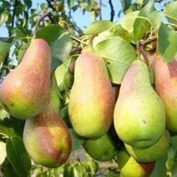 Саджанець Agro-Market Груша Парижанка (осінній сорт, середній термін дозрівання) 1 шт. в упаковці (52258) - мініатюра 2