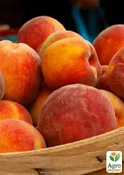 Саджанець Agro-Market Персик Валіант (літній сорт, середній термін дозрівання) 1 шт. в упаковці (36764) - мініатюра 2