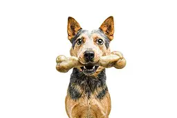 Жувальна кістка для собак Pet Qwerks Zombie Bacon BarkBone з ароматом бекону - мініатюра 5