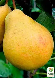 Саджанець Agro-Market Груша Дюшес літній (літній сорт, ранній термін дозрівання) 1 шт. в упаковці (46260) - мініатюра 3