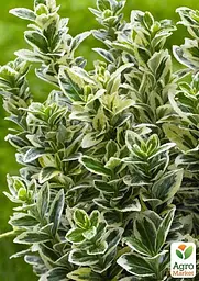 Саджанець Agro-Market Бересклет Японський 2-х річний Kathy (висота 20-40см) (116252) - мініатюра 3