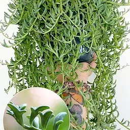 Хрестовник Agro-Market Дельфін (Senecio Peregrinus) (183679) 1 саджанець в упаковці - мініатюра 2