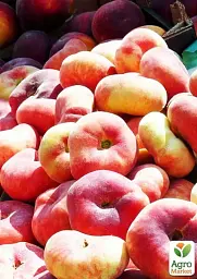 Саджанець Agro-Market Інжирний персик Інжирний ранній (літній сорт, ранній термін дозрівання) 1 шт. в упаковці (15920) - мініатюра 2