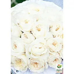 Троянда кущова Agro-Market Вайт Піано White piano саджанець класу АА+ вищий сорт 1 шт. в упаковці (52544) - мініатюра 2