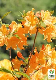 Саджанець Agro-Market Азалія (рододендрон гібридний) Golden Lights (177742) - мініатюра 3