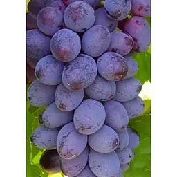 Саджанець Agro-Market Виноград Юпітер (кишмиш, ранній термін дозрівання, морозостійкість до -27⁰С) 1 шт. в упаковці (17705) - мініатюра 2