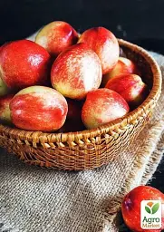 Саджанець Agro-Market Нектарин колоновидний яскраво-помаранчевий з червоним бочком Принц Вільям (Prince William) (преміальний середньостиглий сорт) 1 шт. в упаковці (45790) - мініатюра 5